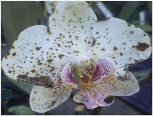 Quemaduras en orquídeas
