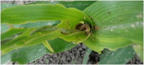 El manejo Integrado del Gusano Cogollero en Maíz y Sorgo