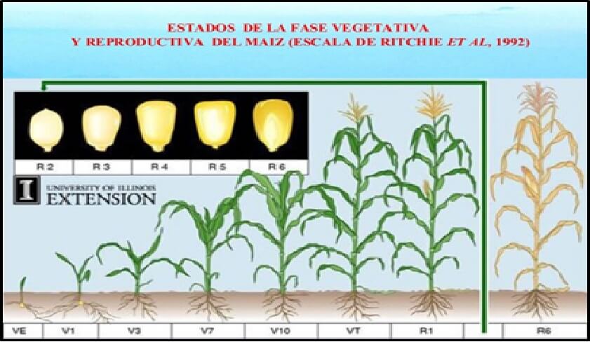  Fases Fenologicas 