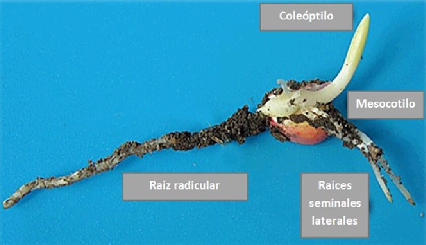  plantulas 