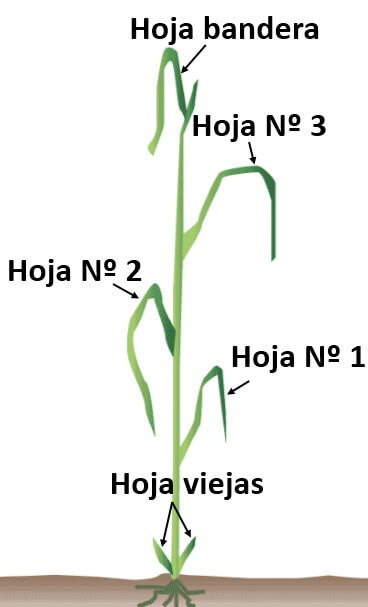  la-hoja-bandera 