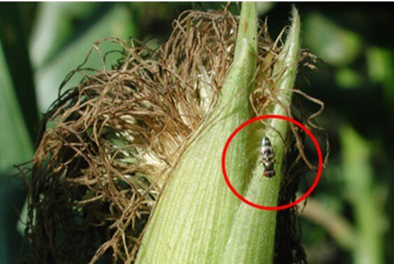 mosca de los estigmas euxesta stigmatias