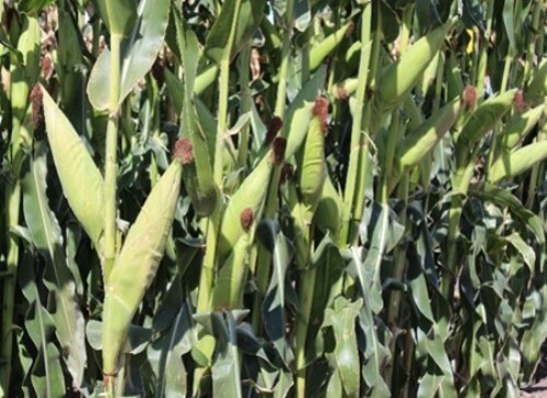Fertilización en maíz