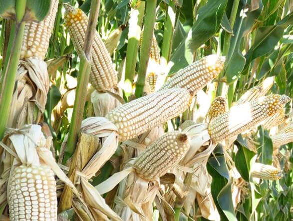 Cultivo de maíz a punto de cosecharse