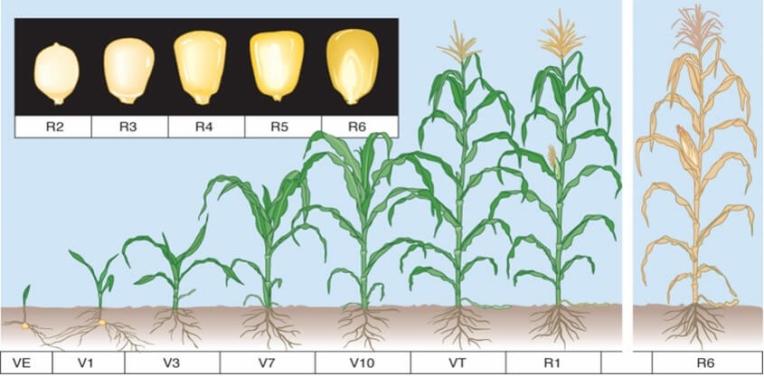 Etapas fenológicas del maíz