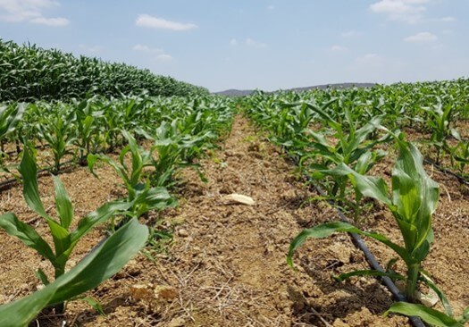 Cultivo de maíz con riego por goteo.