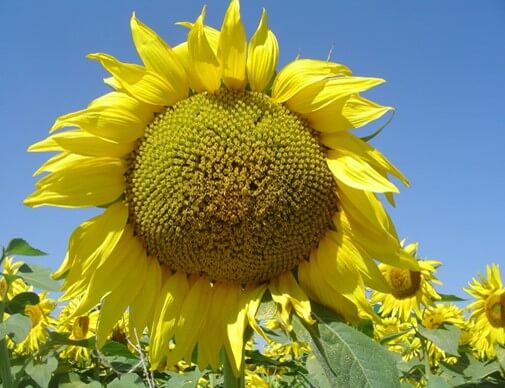 Inflorescencia y semilla de girasol.