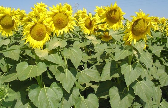 Cultivo de Girasol en México | Intagri S.C.