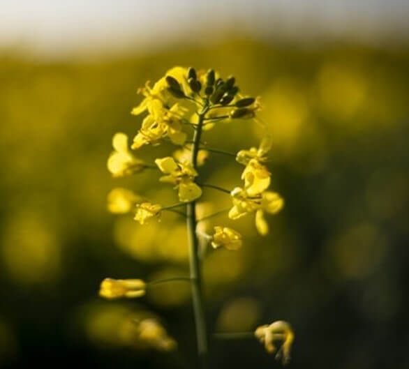 Flor de canola