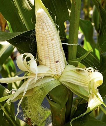 Elote de maíz en la planta