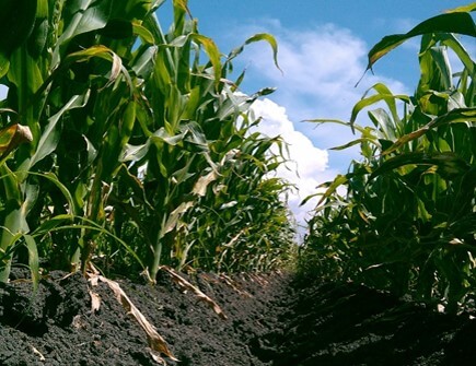 Pluviometro (jardin Milpa Maiz Sorgo Agricultura)