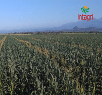 Factores para el éxito en la producción de semilla de maíz