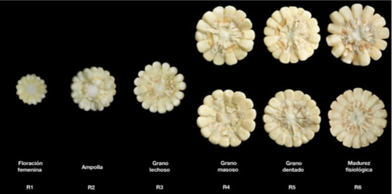 Fisiología del maíz