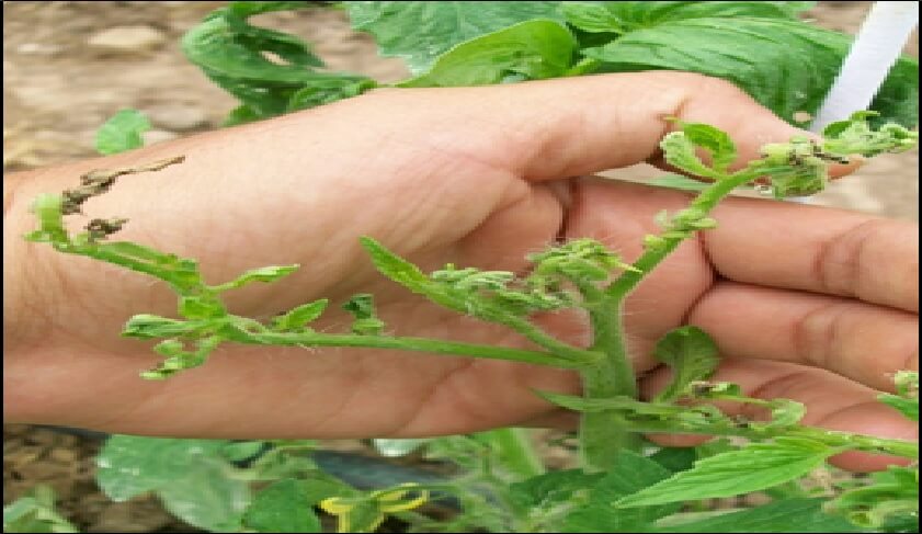 Brotes de tomate afectados por Prodiplosis longifila.