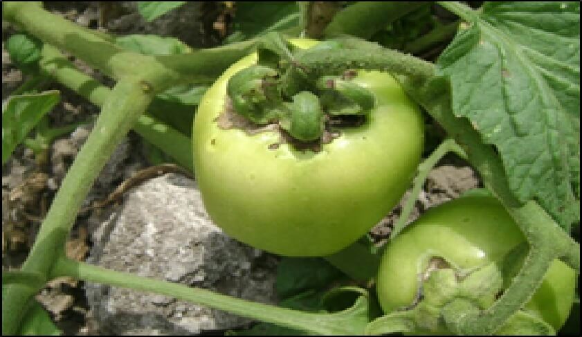 Lesión seca en fruto de tomate por Prodiplosis longifila.