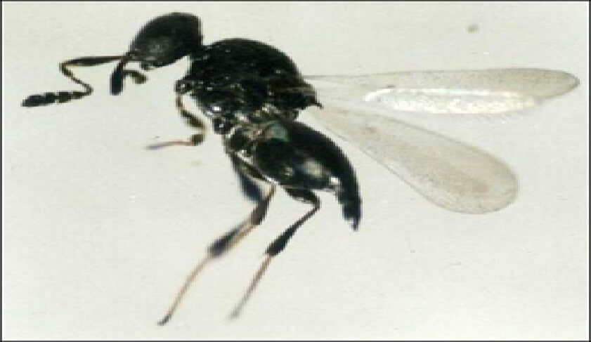 Synopeas sp, parasitoide de Prodiplosis longifila.