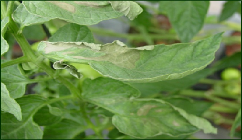 Daños por Clavibacter michiganensis en hojas de tomate.