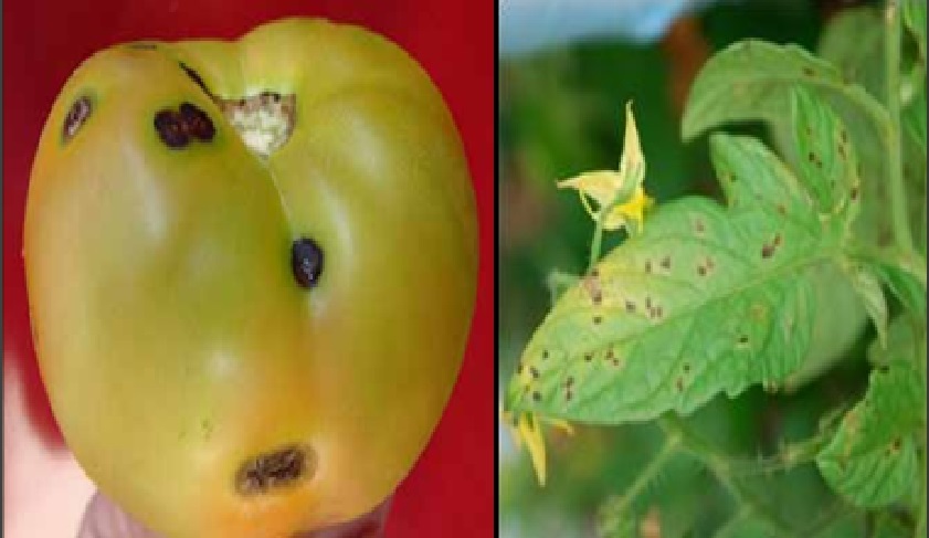 Síntomas por Xanthomonas campestris