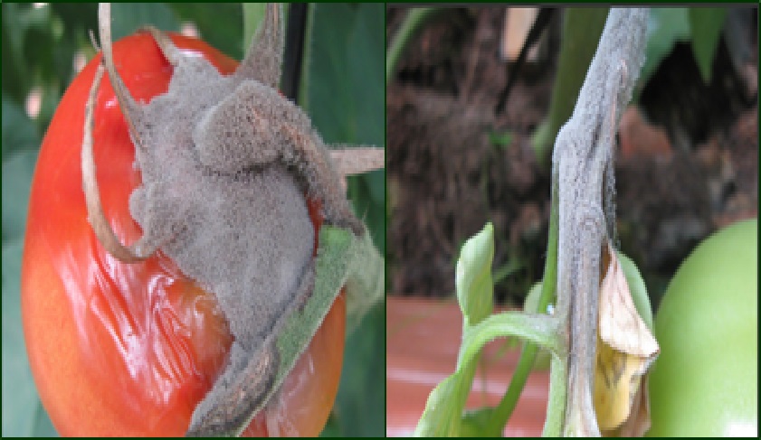Daños causados por Botrytis cinerea