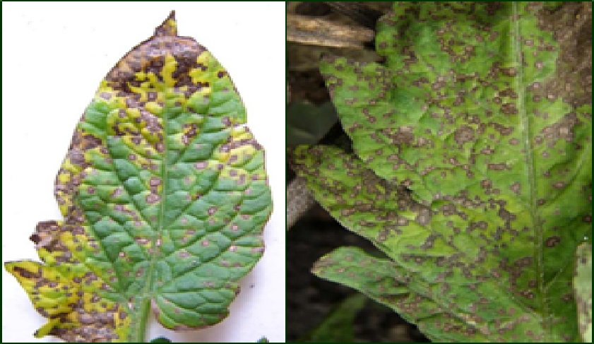Daños por Septoria lycopersici