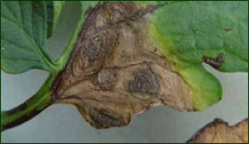 Síntomas de Tizón temprano (Alternaria solani) en Tomate.
