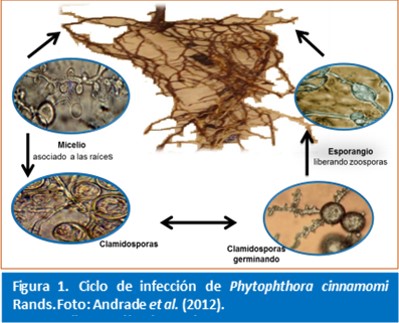 Ciclo de infeccion