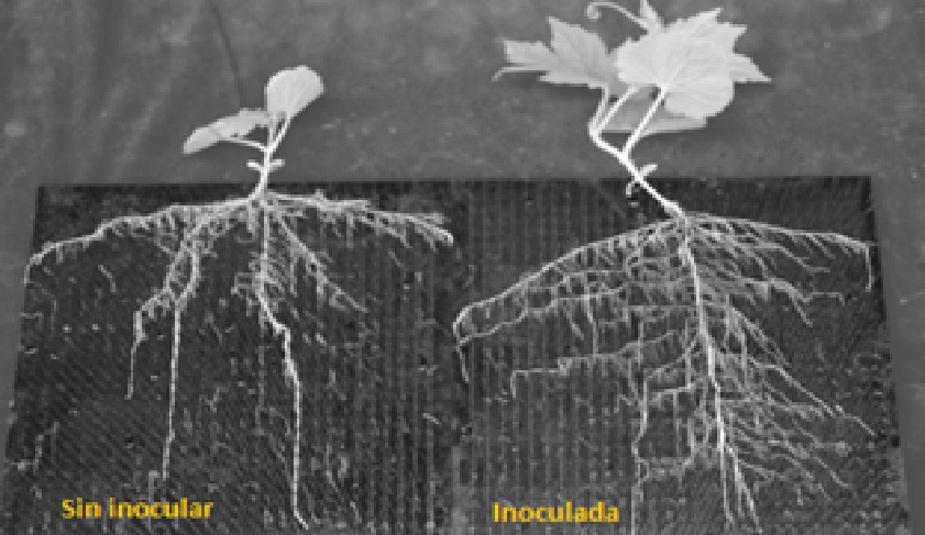  Efectos de trichoderma 