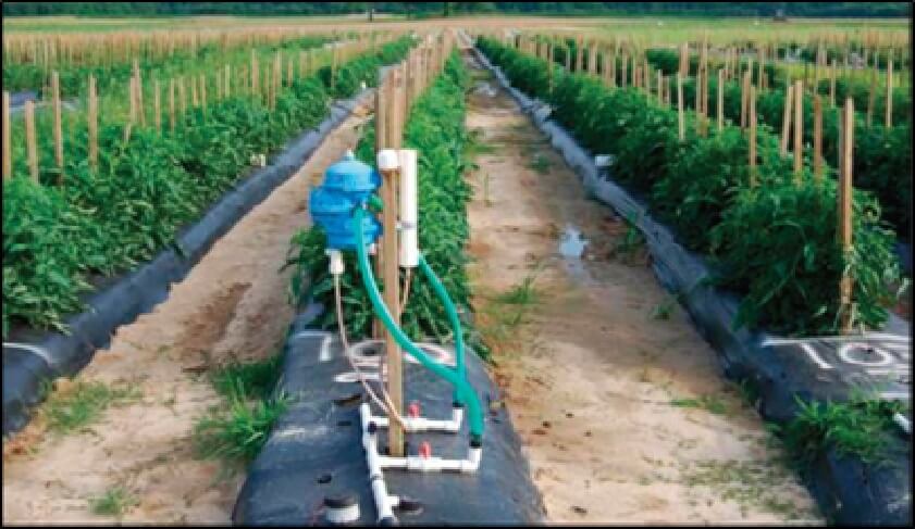 Quimigacion de tomates
