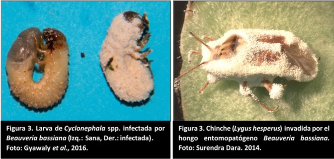 Larva de Cyclonephala