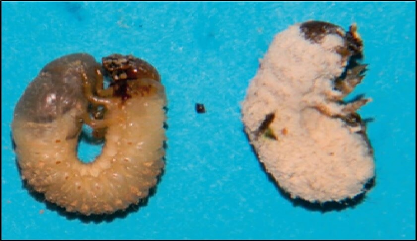  Larva de Cyclonephala1 