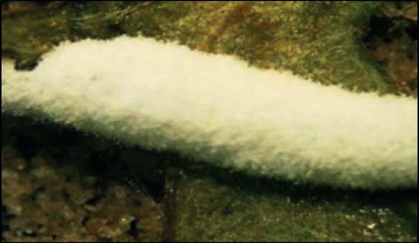  Larva 