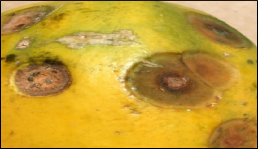 Resultado de imagen de cultivo de papaya fitosanidad