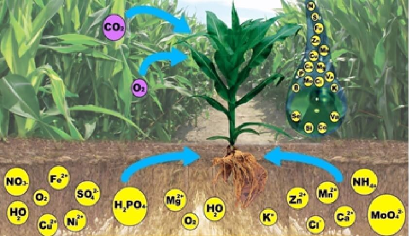 Resultado de imagen para nutrientes en la resistencia a enfermedades de las plantas