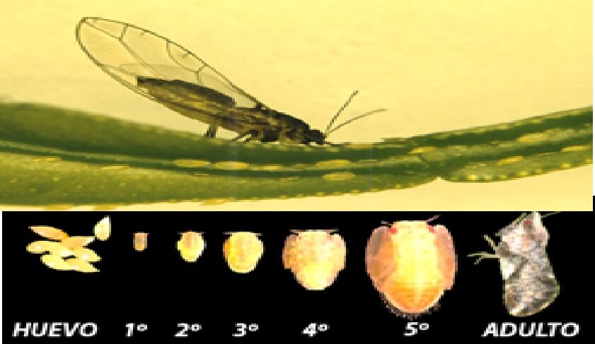 Biologico