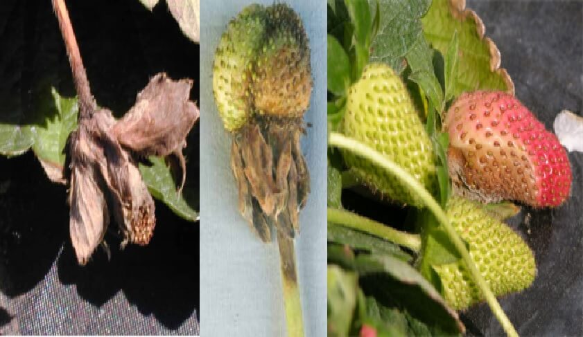 Manejo de Botrytis cinerea en el Cultivo de Fresa | Intagri S.C.
