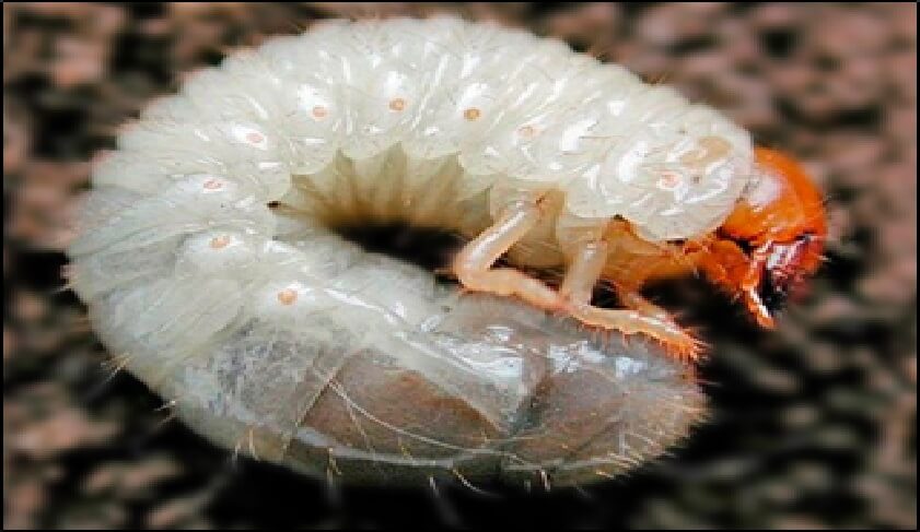  Larva de Gallina 