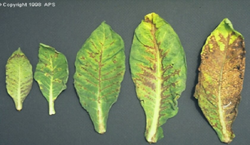 La Sintomatolog a De Las Virosis Intagri S C La Sintomatolog a De Las Virosis Intagri S C