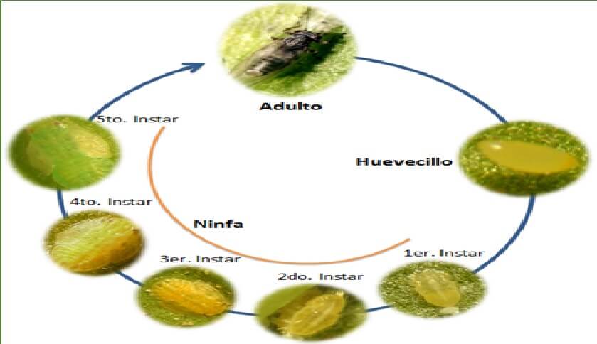  Ciclo Biologico 