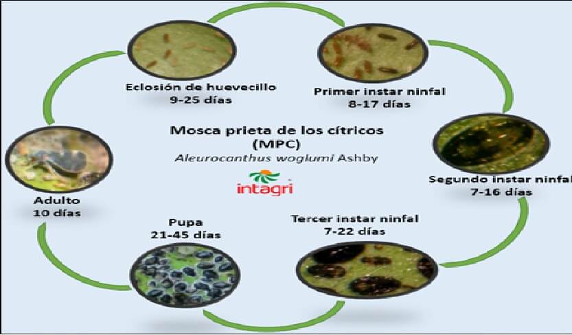  ciclo de vida de la mosca prieta