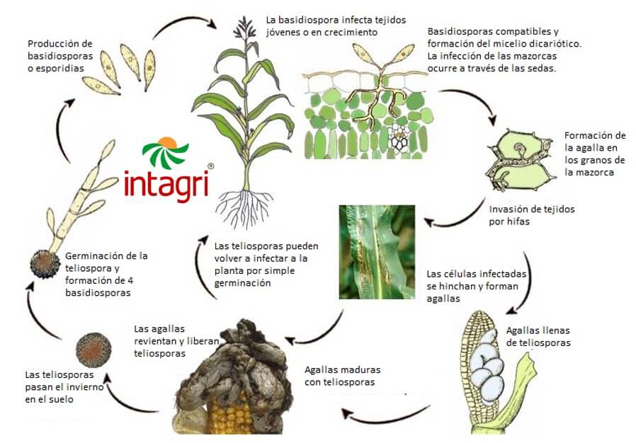 El Huitlacoche en el Maíz: Organismo Patógeno o Benéfico | Intagri .