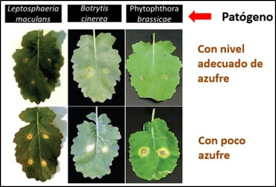 Azufre y su efecto sobre hongos patógenos