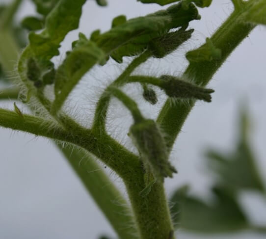 Tricomas en tallos de tomate