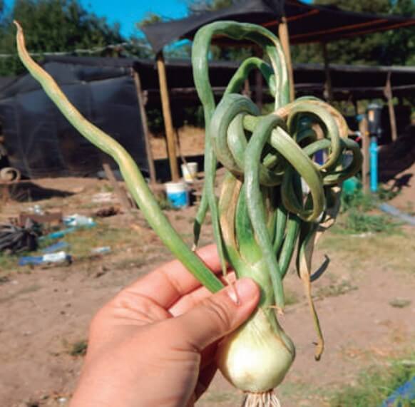 Planta de cebolla infectada por OYDV