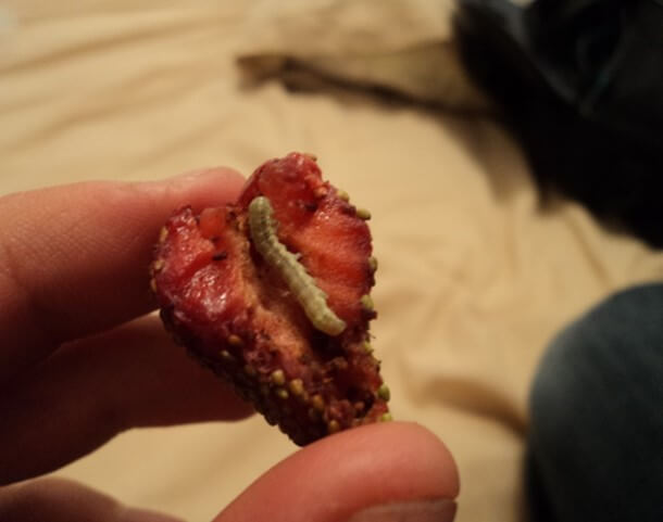 Fruto de fresa atacado por larva 