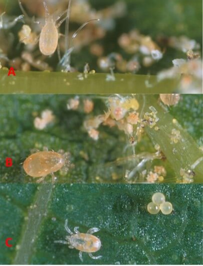 ácaros fitoseidos comerciales para control biológico en aguacate.