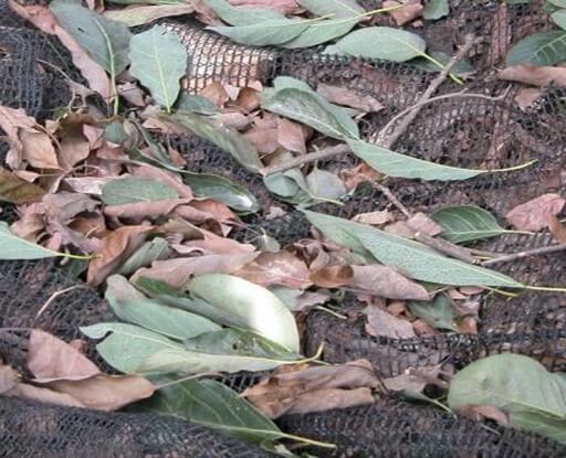 Hojas en suelo por defoliación.