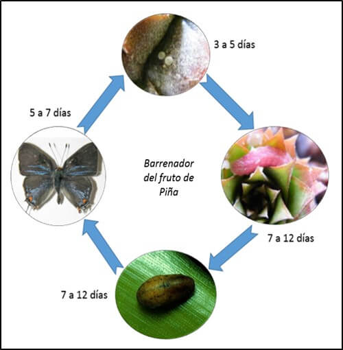 Ciclo de vida del barrenador del fruto de piña