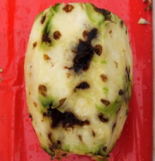 Fruto con daños por barrenador del fruto de piña.