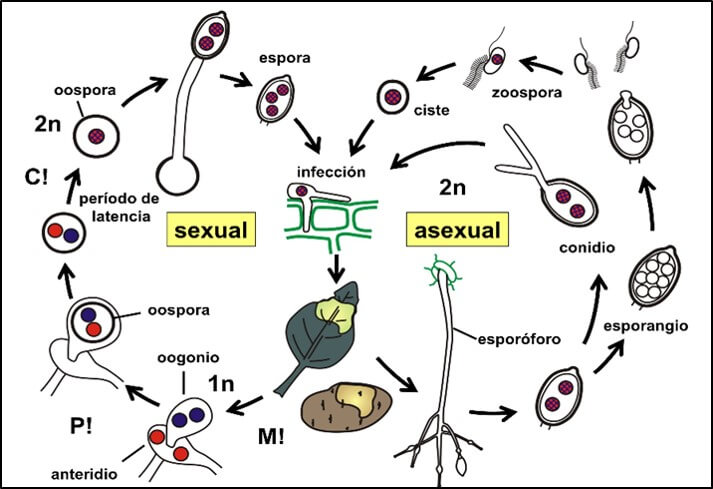Ciclo de vida de Phytophthora infestans.