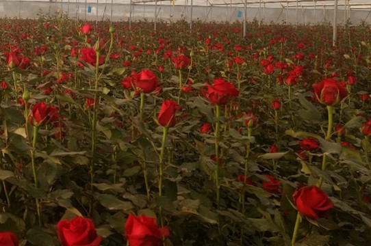 Rosales en invernaderos El cultivo de rosa se encuentra extendido en todo el mundo